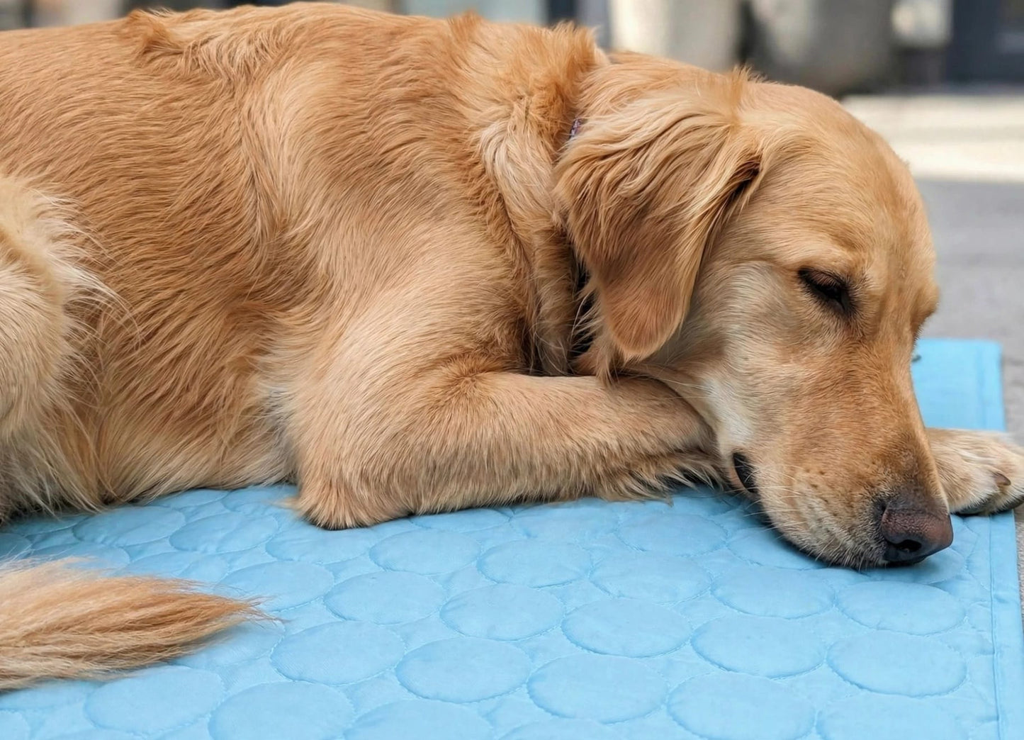 FrostBed - Self-Cooling Pet Mat